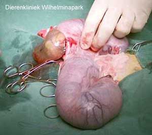 kat keizersnede, het kitten wordt uit de baarmoeder geduwd. Het vlies is goed te zien om de kont van het kitten. dierenkliniek wilhelminapark in utrecht